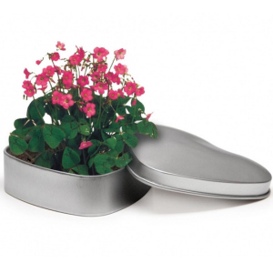 Gadget ecologici Grow Your Business con semi e piante.